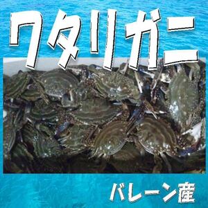 2【送料無料】　バーレーン産 ワタリガニ１０杯 同梱無制限！ 高級 ギフト 母の日 父の日 お中元 贈り物 景品 内祝 手土産 大量 御中元