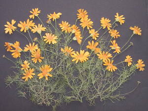  засушенный цветок материалы 4169 лилия OP ste-ji-
