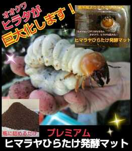  evolved! premium 3 next departure . stag beetle mat * nutrition addition agent * symbiosis bacteria 3 times combination * sawtooth oak, 100% feedstocks * Miyama * saw * rainbow color * common ta.!