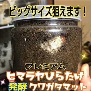 進化した！プレミアム3次発酵クワガタマット！栄養添加剤・共生バクテリア３倍配合☆ミヤマ・ノコギリ・虹色・ヒラタ・アンテが大きくなるの画像1