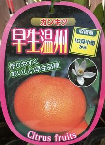 早生温州ミカン 蜜柑 苗木の商品画像