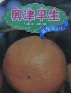 興津早生 温州ミカン 接木苗木の商品画像
