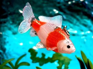 ★かわいい金魚携帯ストラップ　江戸地金　おととストラップ・ポイントアクセサリー　根付