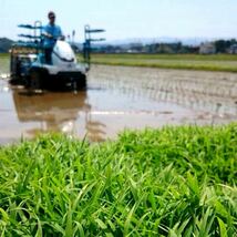 令和3年産　お米・新潟コシヒカリ・新潟県認証特別栽培米1等白米5キロ 1個_画像6
