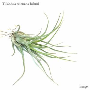 チランジア セレリアナ 交配種 M size (エアープランツ ティランジア seleriana hybrid)