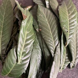 枇杷の葉　びわの葉　乾燥　約25枚　大サイズ　自宅栽培　無農薬無化学肥料　お茶、入浴などに