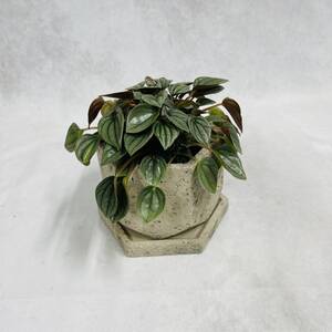 ヤフオク ペペロミア 観葉植物 花 園芸 の落札相場 落札価格 ヤフオク ペペロミア 観葉植物 花 園芸 の落札相場 落札価格