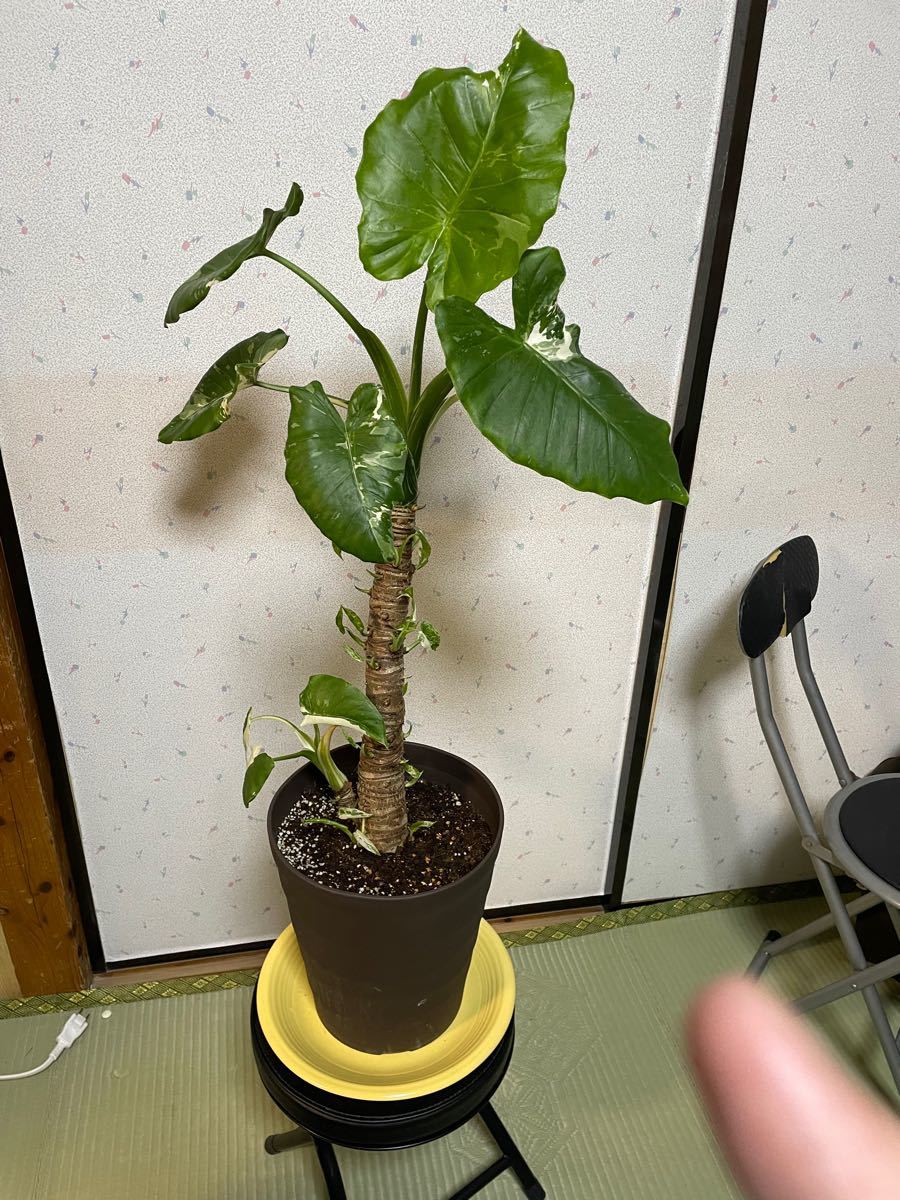 大苗スパティフィラムセンセーションバリエガタ 極斑 | www.supremecourtbar