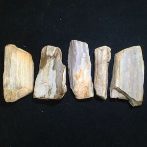 5個まとめて 珪化木 木の化石 国産鉱物標本 テラリウム アクアリウム パルダリウム