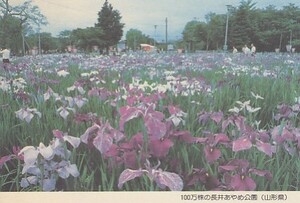 〆 みほん絵入り葉書 100万株の長井あやめ公園 山形県