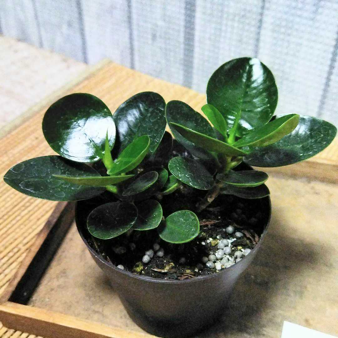 送料無料】 □白パンダガジュマル□発根済 - 植物/観葉植物