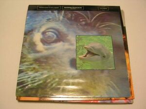 ●80's ROCK NEW WAVE Electronic 12”●FRANKIE GOES TO HOLLYWOOD/WATCHING THE WILDLIFE