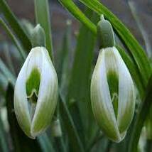 ★New！スノードロップ セリナ コーズ(Galanthus nivalis 'Selina Cords' ) 稀少品種。美しいグリーンのスノードロップ★_画像4