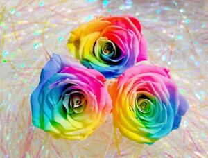 プリザーブドローズrainbow