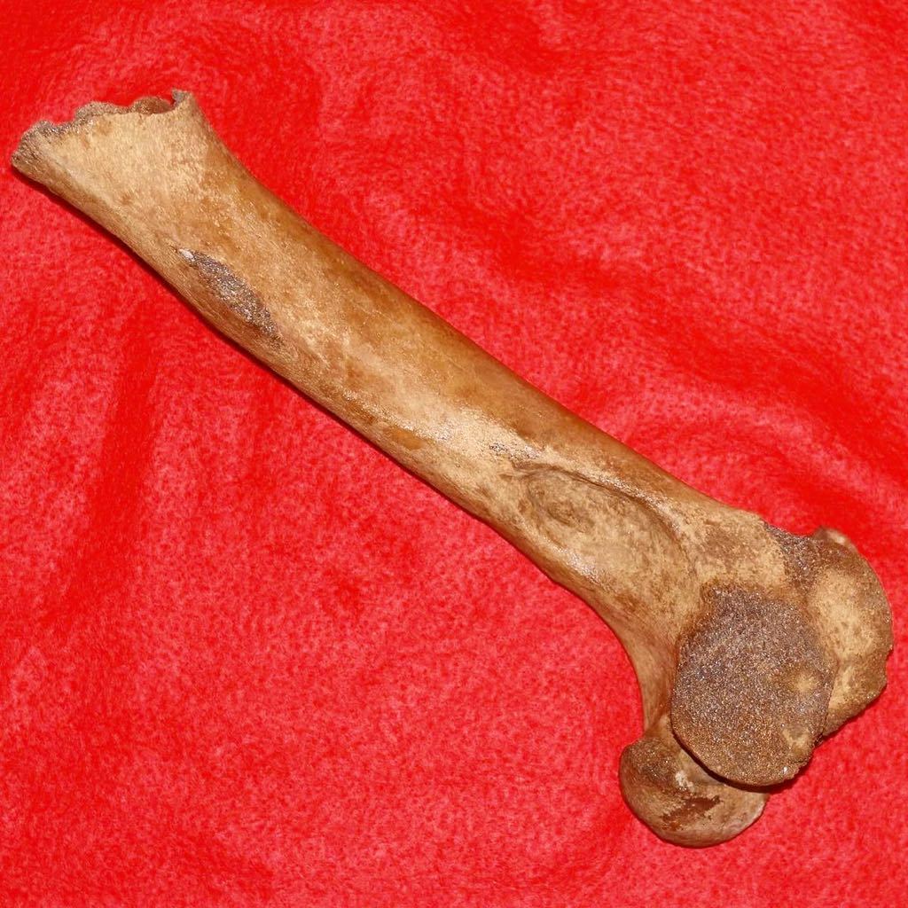 流行サイト ブラウン・バンク累層産 イルカ属未定種の椎骨化石 