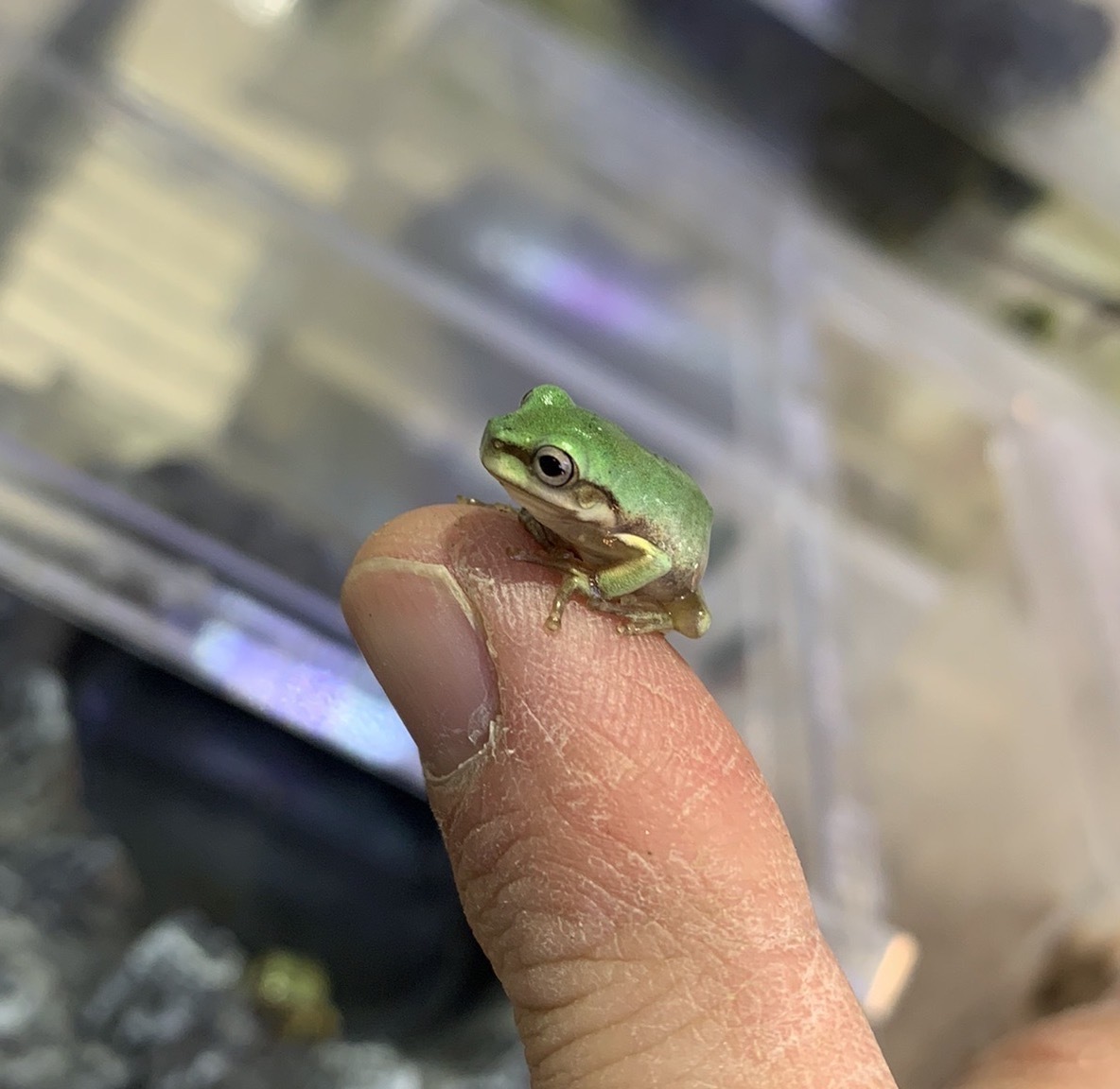アマガエル 両生類 イエアメガエル オタマジャクシ ノーマル ブルー系 5匹 北海道 九州航空便要保温 沖縄別途送料 チャーム Charm Paypayモール店 通販 Paypayモール えるほどに アマガエル 両生類 イエアメガエル オタマジャクシ ノーマル ブルー系 5匹 北海道 九州航空便要保温 沖縄別途送料 チャーム Charm Paypayモール店 通販 Paypayモール えるほどに