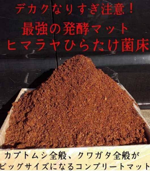 送料無料【改良版】雑虫の混入100%なし☆幼虫が大きくなる!ヒマラヤひらたけ発酵カブトムシマット!幼虫の餌、産卵☆10Lクヌギ100%原料