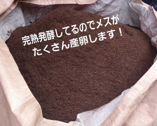 送料無料☆カブトムシ幼虫の餌、産卵に抜群!オオヒラタケ菌床自然発酵マット☆天然のバクテリアだけで完成!40g超えの国産幼虫がゴロゴロ