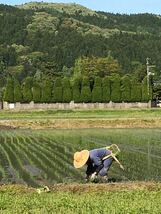 令和3年　新潟県三条市しただ産　減農薬認証特別栽培米コシヒカリ5kg 　白雪美人　グルテンフリー　送料無料_画像7