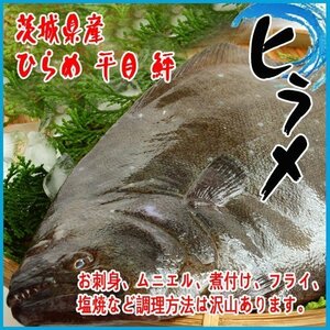 【業務用】活〆 ヒラメ 一尾　　1kg以上 茨城県産 ヒラメ ひらめ 平目 鮃