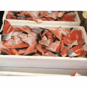 鮭 カマ・切身 切り落とし 甘塩 たっぷり 2kg-2.5kg