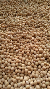 自然栽培　農薬使用せず、化学肥料使用せず、栽培しました。　大豆　ナカセンナリ　35年以来の栽培です。