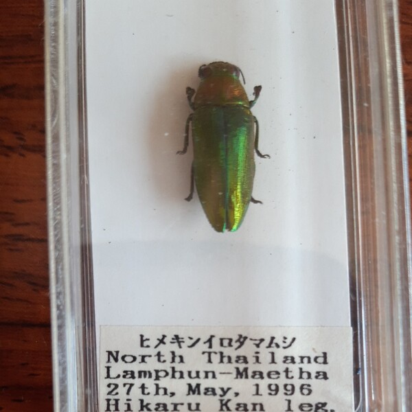 ヒメキンイロタマムシ 昆虫標本
