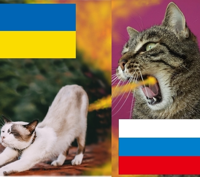 ; Rusia vs Ucrania jn447 A4 imprimir arte gato gato gato Zelensky Putin Ucrania Rusia Zelensky putin gato divertido Arte, obra de arte, cuadro, gráfico