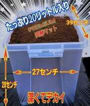 カブトムシ幼虫飼育セット☆大型ケース+特選プレミアム発酵マット20L入り☆外産・国産OK☆デカクなります！コバエ防止の特殊フィルター付き_画像5