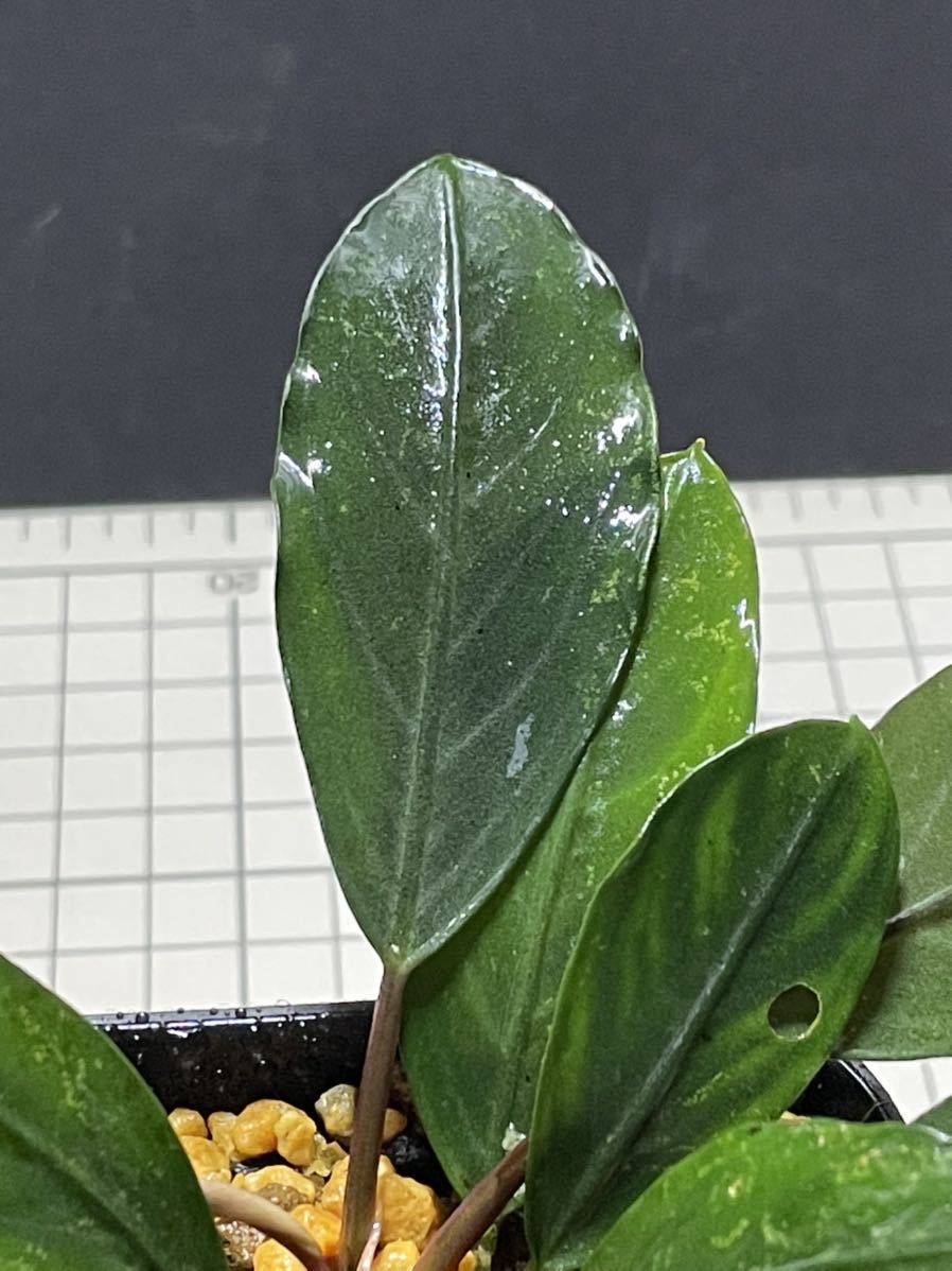 直営ストア bucephalandra sp. パールグレイ 水中葉 子株 オマケ