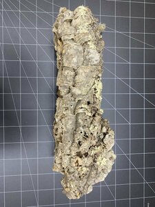 CC0210 キャノン型 コルク樹皮 46cm 送料込み 筒 チランジア コウモリラン DIY テラリウム レイアウト 洋蘭 爬虫類 エアプランツ 着生 　