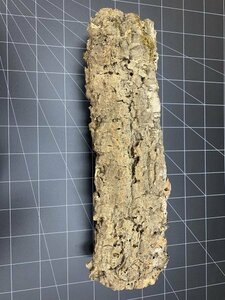 CC0221 キャノン型 コルク樹皮 37cm 送料込み 筒 チランジア コウモリラン テラリウム レイアウト 洋蘭 爬虫類 エアプランツ 着生 　