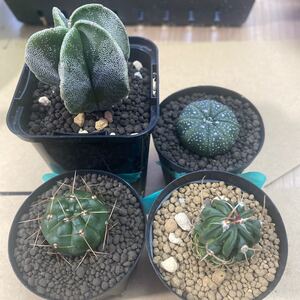兜 多花玉 竜剣丸 ランポー サボテン 実生 多肉植物