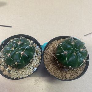 多花玉 ギムノカリキウム サボテン 実生 多肉植物