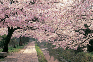 ■『桜／哲学の道』のポスター■