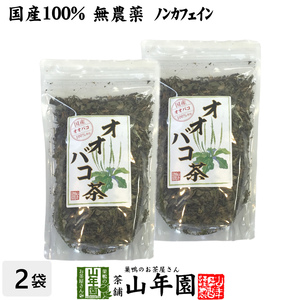 健康茶 オオバコ茶 100g×2袋セット 国産100% 無農薬 ノンカフェイン 宮崎県産 送料無料