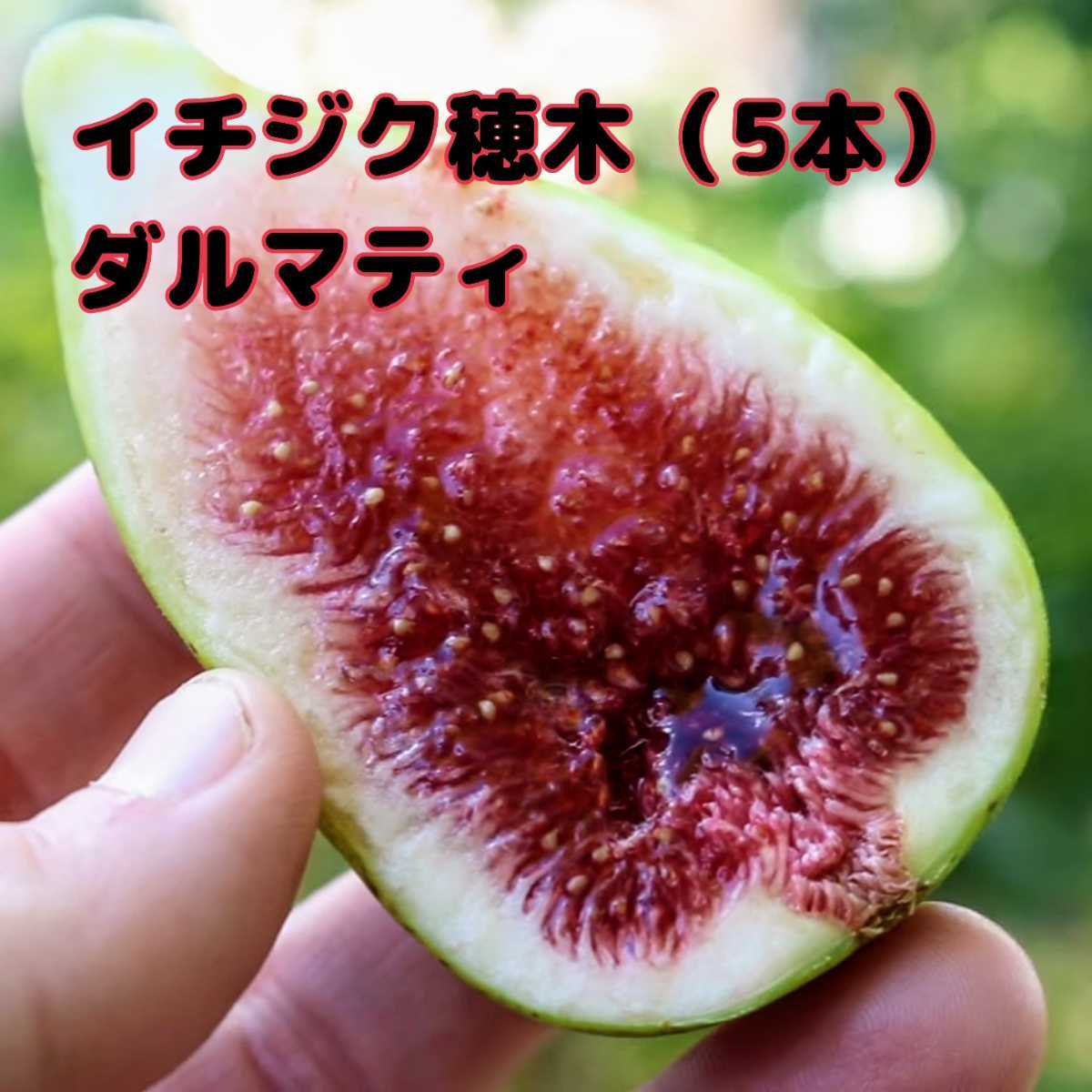 人気ブランドを ビオレソリエス穂木10本 イチジク穂木 ecousarecycling.com 人気ブランドを ビオレソリエス穂木10本 イチジク穂木 ecousarecycling.com