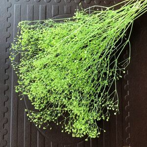 カスミ草 ミントグリーン