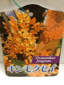  gold tree .( osmanthus ) sapling 