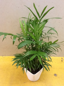  table cocos nucifera potted plant 