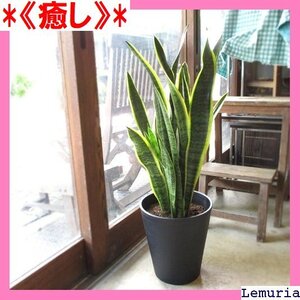 《癒し》 サンスベリア ローレンティー 8号鉢サイズ 黒色 セラ る花 観葉植物 おしゃれ インテリアグリーン 大型 中型 90