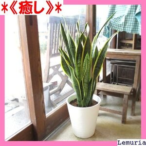 《癒し》 サンスベリア ローレンティー 8号鉢サイズ 白色 セラ る花 観葉植物 おしゃれ インテリアグリーン 大型 中型 101