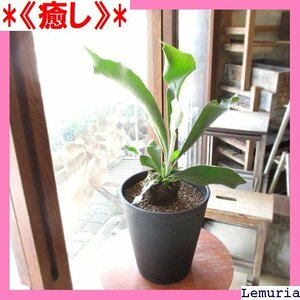 《癒し》 コウモリラン ビカクシダ 7号鉢サイズ 黒色 セラアー る花 観葉植物 おしゃれ インテリアグリーン 中型 小型 103