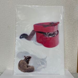 クリアファイル B