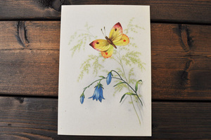チェコ・ヴィンテージポストカード/未使用/蝶と花 [5449]
