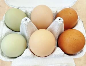 3種の卵の食べ比べ こだわり飼料の有精卵　平飼い鶏が産んだ “トリコロール”　6個入り4パック