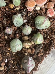 多肉植物 メセン コノフィツム 少将 希少