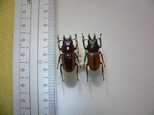 E5 クワガタ類2頭　セレベス島中部産　標本　昆虫　甲虫　クワガタムシ