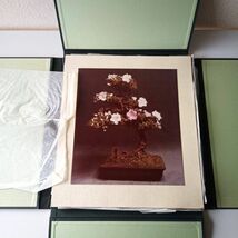 函入り盆栽写真集「さつきおきな」写真サイズ31×27cm、10枚、函=布張り、四方帙、紐付き_画像2