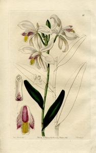 1844年 手彩色 銅版画 Edwards's Botanical Register no.18 ラン科 ブロムヘアディア属 BROMHEADIA palustris